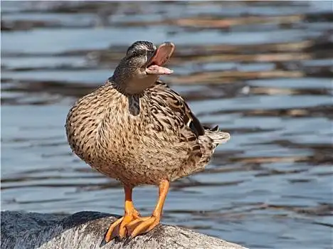 有趣的鸭子图片