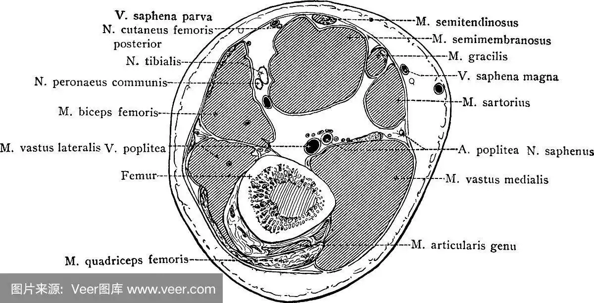 大腿横截面在上面四英寸处