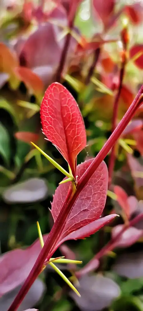 紫叶小檗的新生叶太好看了,嫩绿的刺,绛红的叶,特别惹人喜爱.