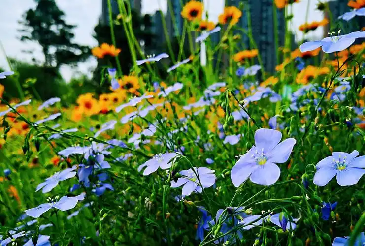 大自然里自然生长的小野花 质朴顽强清新
