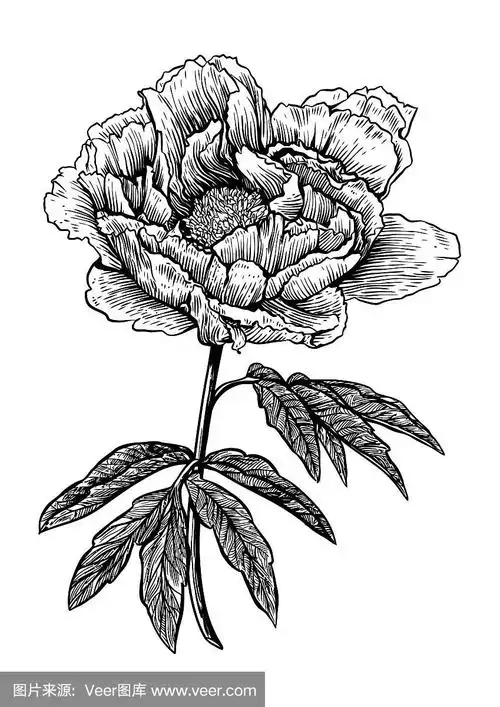 牡丹,花卉,雕刻,绘画,矢量,插画