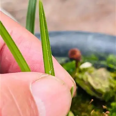 蕙兰种养青蓝线中透