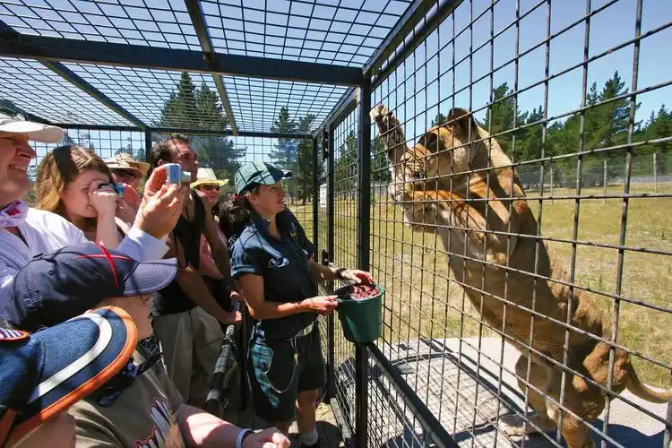 新西兰动物园游客进笼"示众" 狮群好奇围观
