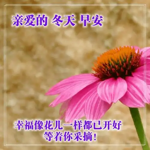 11月最新版早上好问候语图片大全精美的早晨祝福语带图片表情