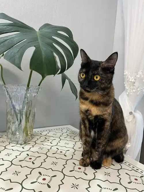 玳瑁猫能做模特吗