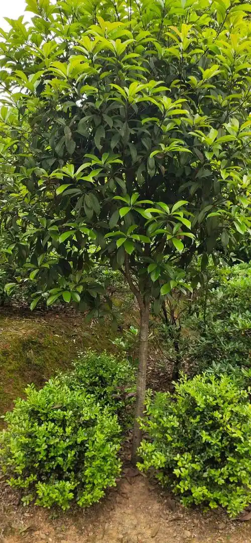 桂花树苗 扦插桂花树,苗金,桂丹桂,四季桂,八月桂,庭院绿植