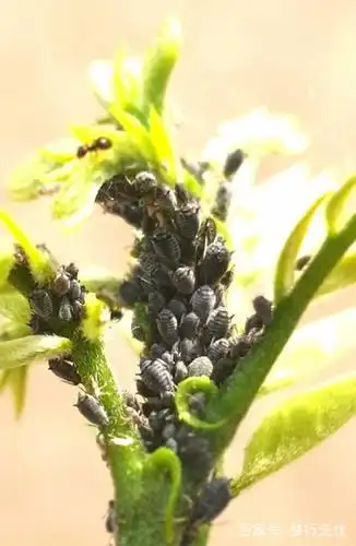 这种害虫繁殖能力超强,危害树木,花卉,农作物,让人恶心