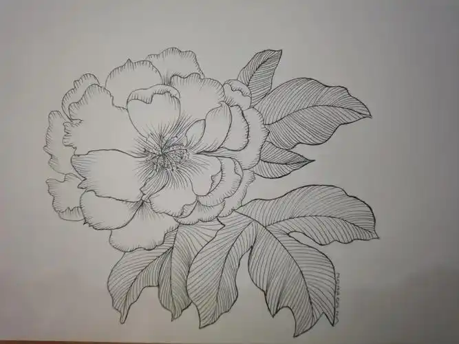 针管笔手绘练习001牡丹