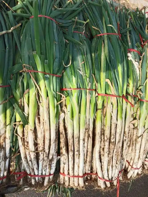 纯正章丘大葱,毛葱,保证口感,保证质量