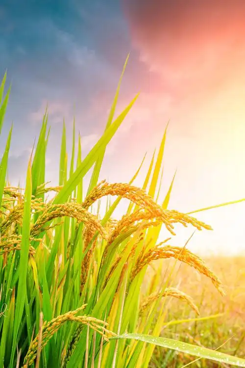 麦穗图片 实物图 背景 图片