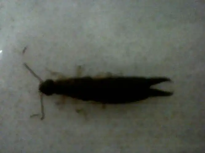 8cm~1cm长,黑色,有时出现在地板,厨房,问这是什么虫子,是家里的还是