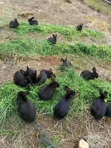 会喝酒,会跳舞,中华黑兔荣获21世纪黑色保健食品美称.