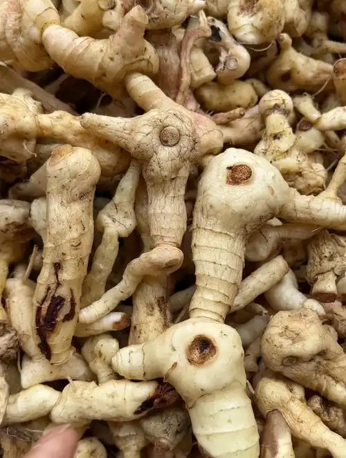 鸡头黄精蒸一下晒干,味道还不错-度小视