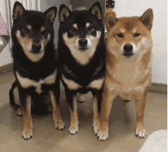 三个表情包 - 三个微信表情包 - 三个qq表情包 - 发表情 fabiaoqing.