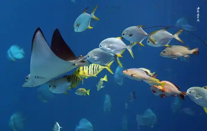 阳光海洋馆里的那些海鱼 转载自百家号作者:小佳摄影