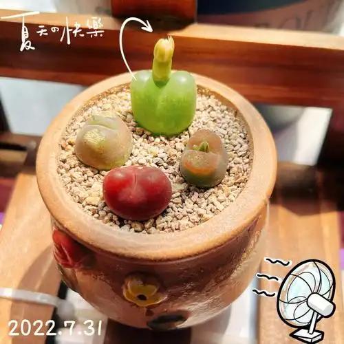 这个季节毛汉尼开花