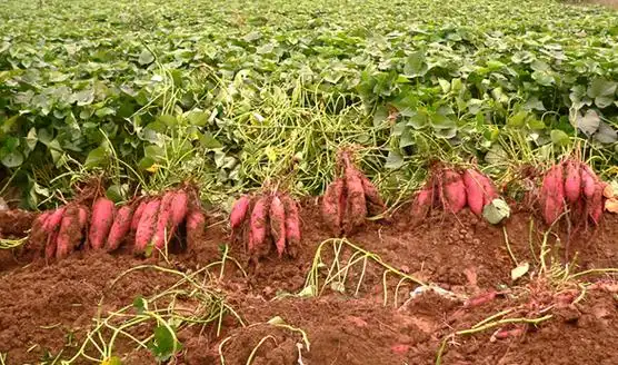 从红薯苗到红薯丰收它的一生同样栉风沐雨可歌可泣