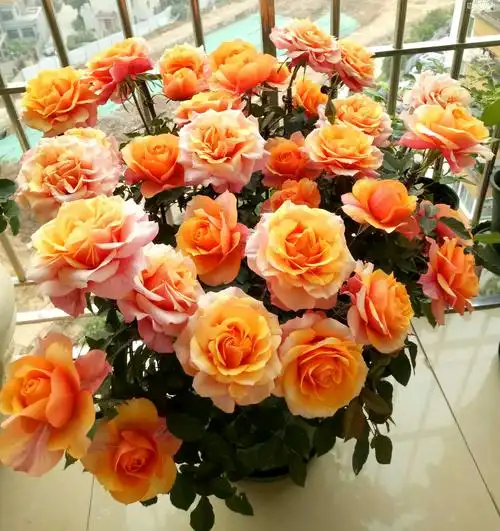 艾帕索阳台月季优缺点(艾帕索与果汁阳台月季哪个好)-长景园林网