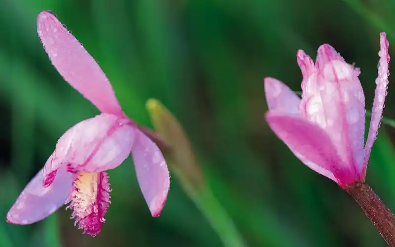粉色花朵高清桌面壁纸