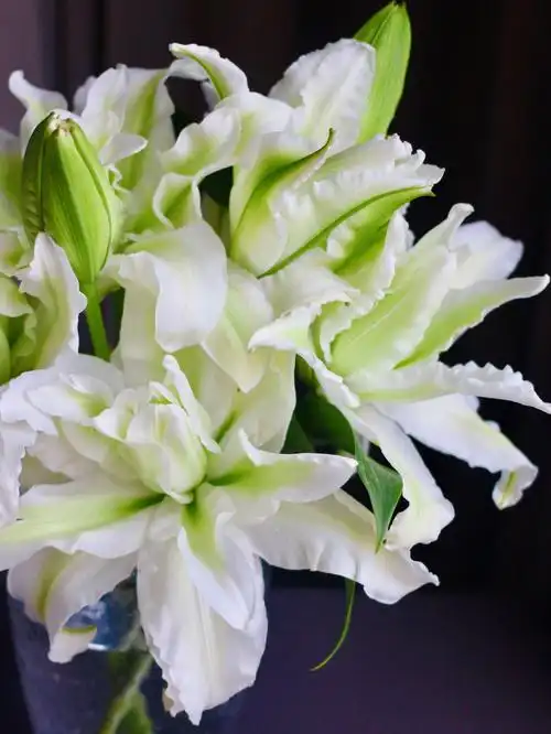 重瓣百合浪漫之星