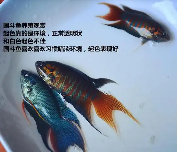 七种适合新手饲养的冷水鱼|锦鲤|金鱼|观赏鱼|尾鳍_网易订阅