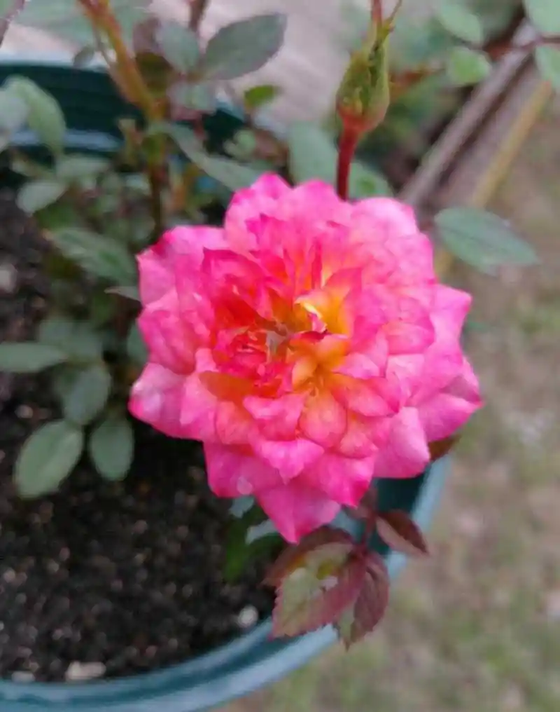 微型月季花"小五彩",一种会同时开几种颜色花朵的植物,五颜六色,绚丽