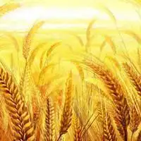 金色麦田微信头像