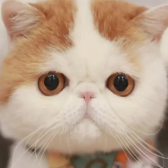 加菲猫高清美图来袭,既乖巧又可爱,带给你一整天的好心情