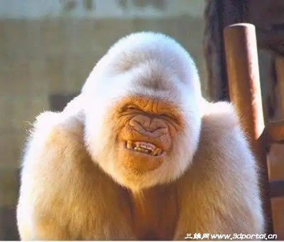 动物开怀大笑瞬间抓拍