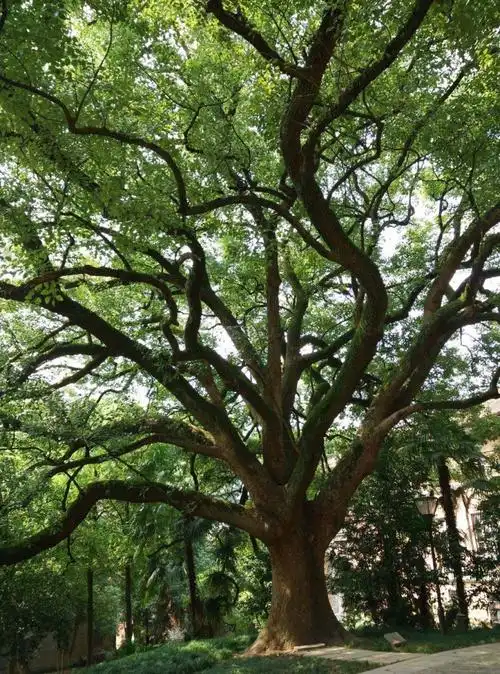 河南香樟厂家基地种植直销技术_香樟树,香樟树价格,香
