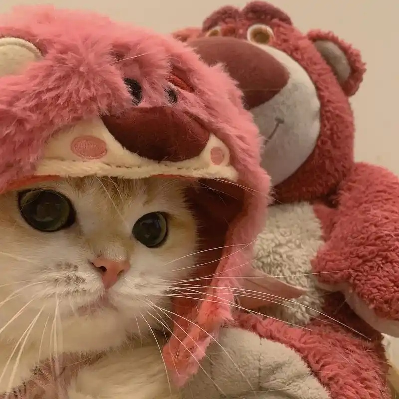 他超可爱草莓熊头像耶～#猫咪头像 #猫猫情头 #萌宠出道计划 - 抖音