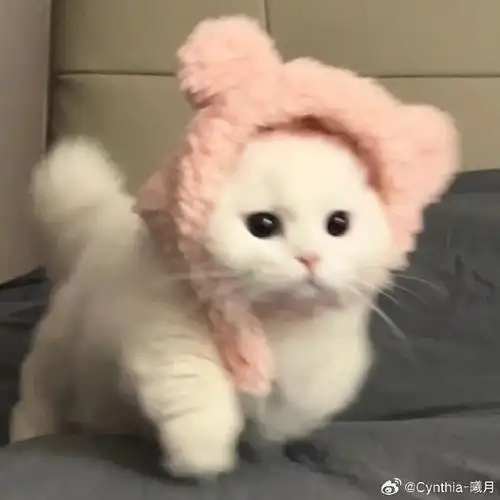 这是什么绝世小可爱96    #萌宠集中营##萌宠##猫咪##头像