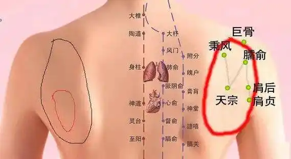 什么是五十肩?有什么症状?中医如何防治和煅炼?- · 科普中国网