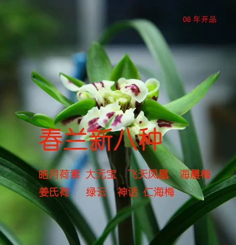 兰花春兰新八种皓月荷素大元宝飞天凤凰海晨姜氏荷绿云神话仁海梅