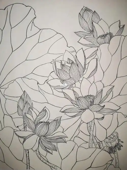 工笔画荷花白描作品