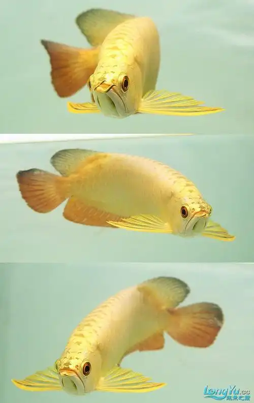 一条全金底金头金龙鱼,大家讨论下这类型的鱼前途如何!
