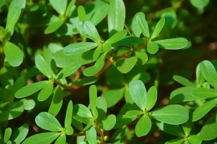 野生植物马齿苋,原创拍摄_高清图集_新浪网