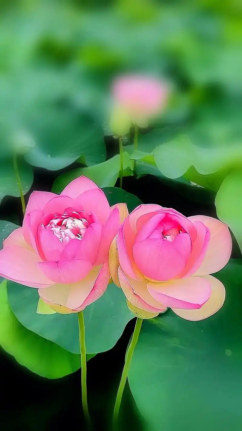 风中摇曳的俩朵荷花,像极了一对深情凝望的恋人;就让 - 抖音