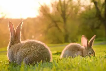 小兔图片-小兔素材-小兔插画-摄图新视界