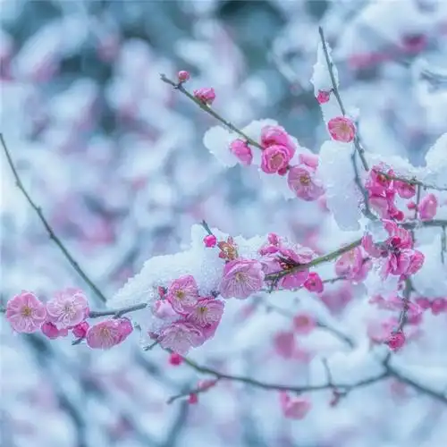 傲雪寒梅头像高清图片 唯美适合做微信头像的梅花_微信头像_头像屋