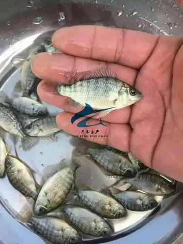 优质吉富罗非鱼苗 奥尼罗非鱼苗大量批发-云丰水产