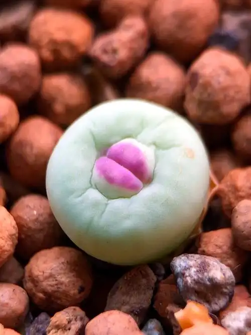 1380b小红嘴肉锥