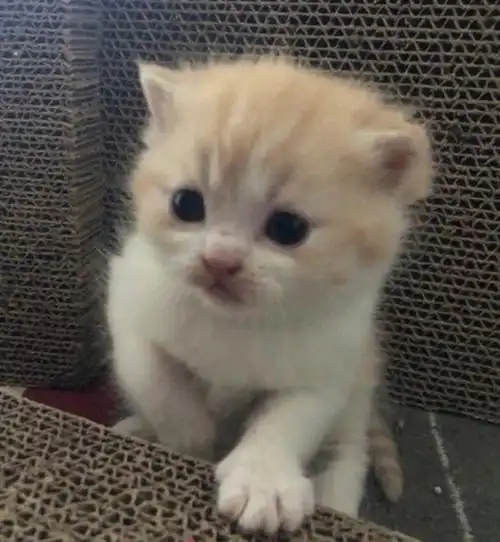 乳白英短翻到椅子小时候照片