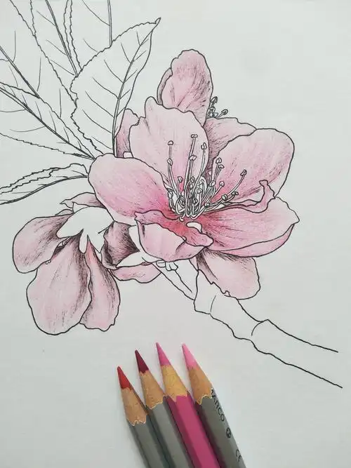 彩铅线描花卉娇媚桃花醉春风