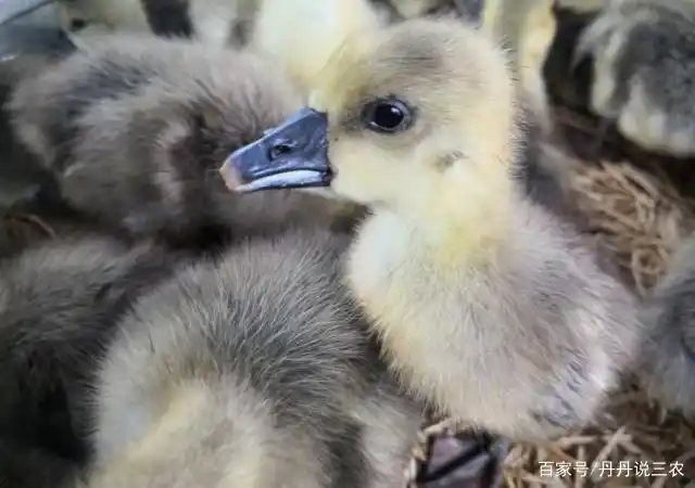 怎样才能让更多的幼鹅活下来?想提高幼鹅的成活率,你得掌握方法