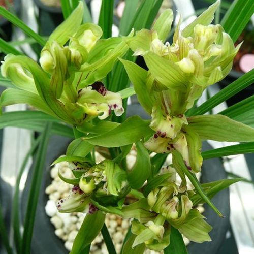 春剑名品兰花【大唐盛世】奇瓣浓香大花盆栽当年开花盆栽