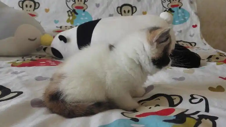 超萌家养梵文三花加菲猫幼猫mm出售