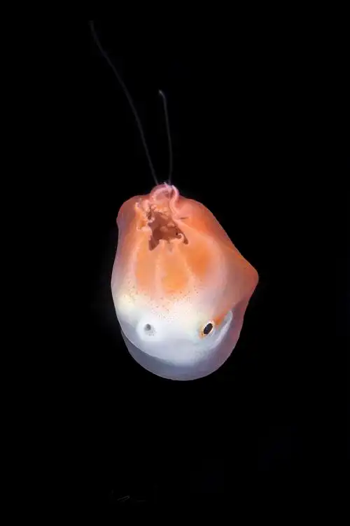 先睹为快!北京女孩拍到了罕见深海章鱼!