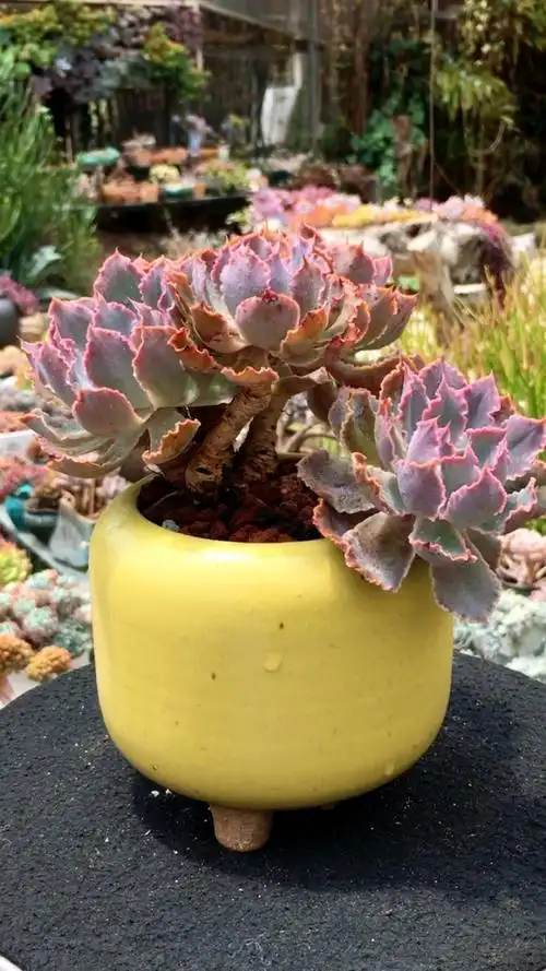 晚霞之舞老桩 15890