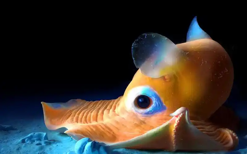 烙饼章鱼:深海中的奇异生物